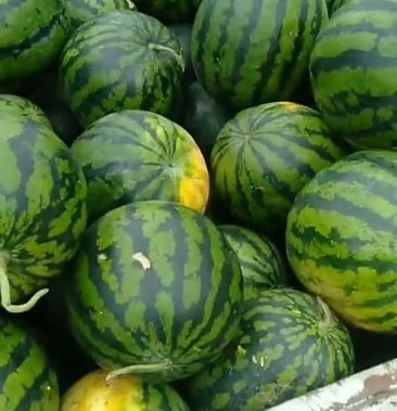 牛商优选甜王西瓜广西西瓜广西甜王西瓜视频看货