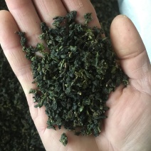 白芽奇兰（正宗原产地福建省漳州市平和县特产）
