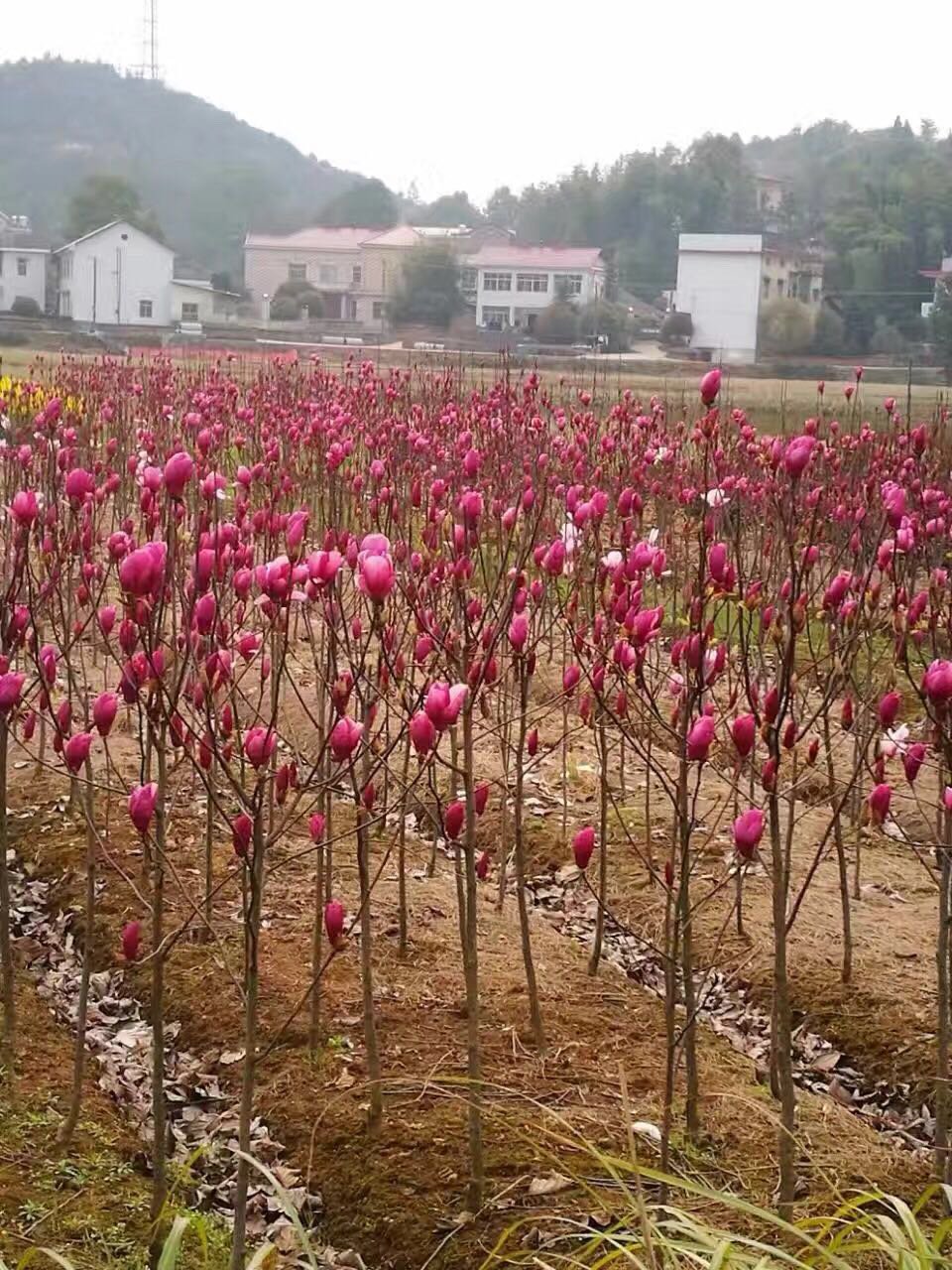 玉兰苗红玉兰苗三季鸿运玉兰玉兰树娇红一号真品