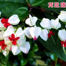 龙吐珠花盆栽花卉观花植物室内花客厅吸甲醛四季开花带花发货