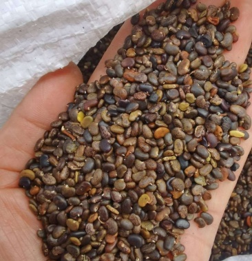 [刺槐种子批发]刺槐种子价格9.00元/斤 - 一亩田