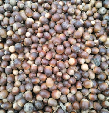 橡子橡子青杠子野生