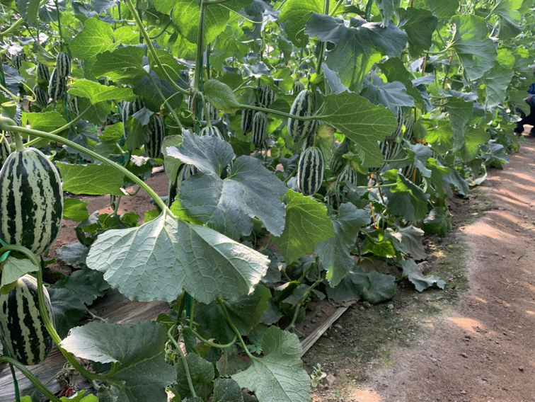 星甜33甜瓜在田间自然生长场景