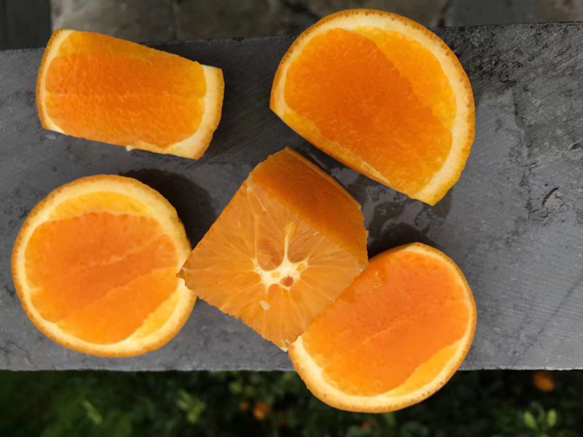 伦晚脐橙特写果实