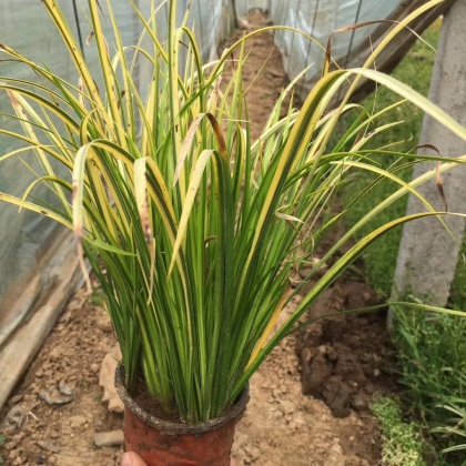 麦冬草价格行情