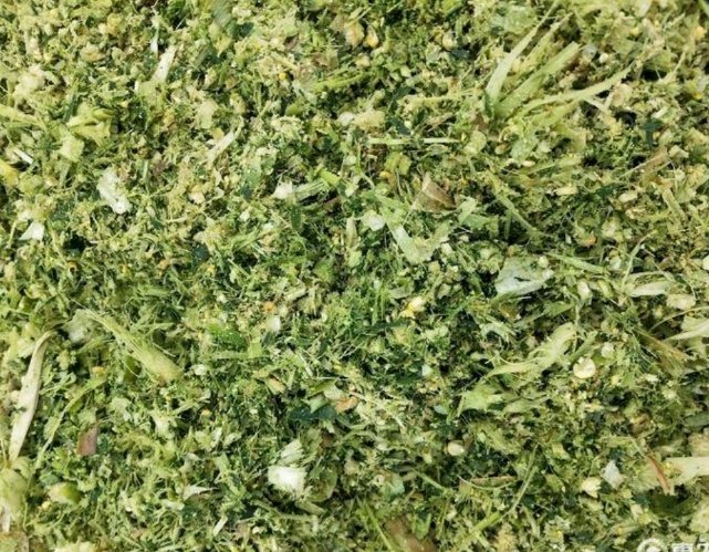 鲜食玉米淀粉糊化率现场检测实景:专业仪器实时测定玉米粒表面糊化程度,数值68.3%处于'半生不熟'临界区间(标准要求≥70%为合格热加工),背景可见国家行业标准文本,强化科学权威感 场景图:实验室检测场景,手持式淀粉糊化度测定仪探头接触玉米粒表面,屏幕显示数值"68.3%(糊化率)",旁置标准比色卡与《NY/T 523-2021》文件封面