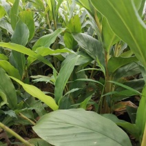 草果苗