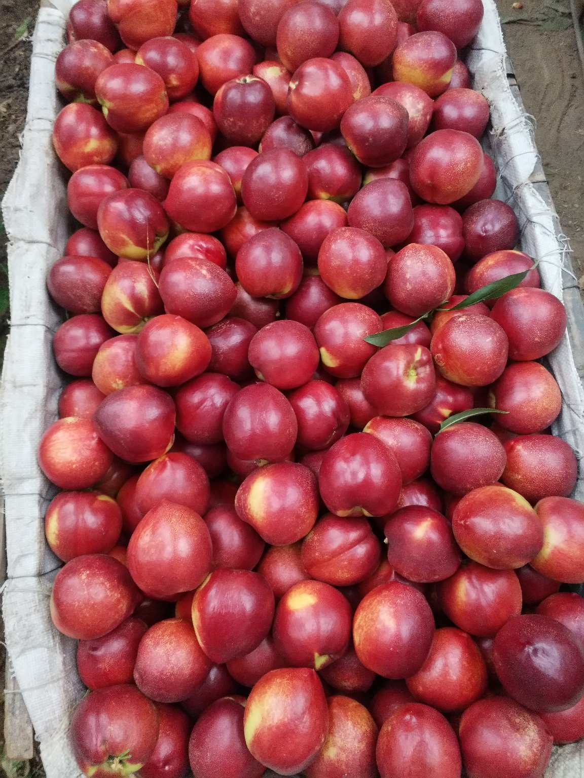 9602冷棚油桃露天早02已大量上市