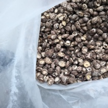 南阳精品干香菇/源头厂家一件代发2.5优质干香菇