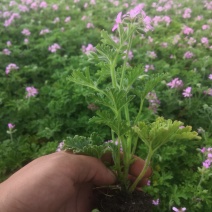 驱蚊草穴盘苗夏季驱蚊虫庭院阳台净化美化空气