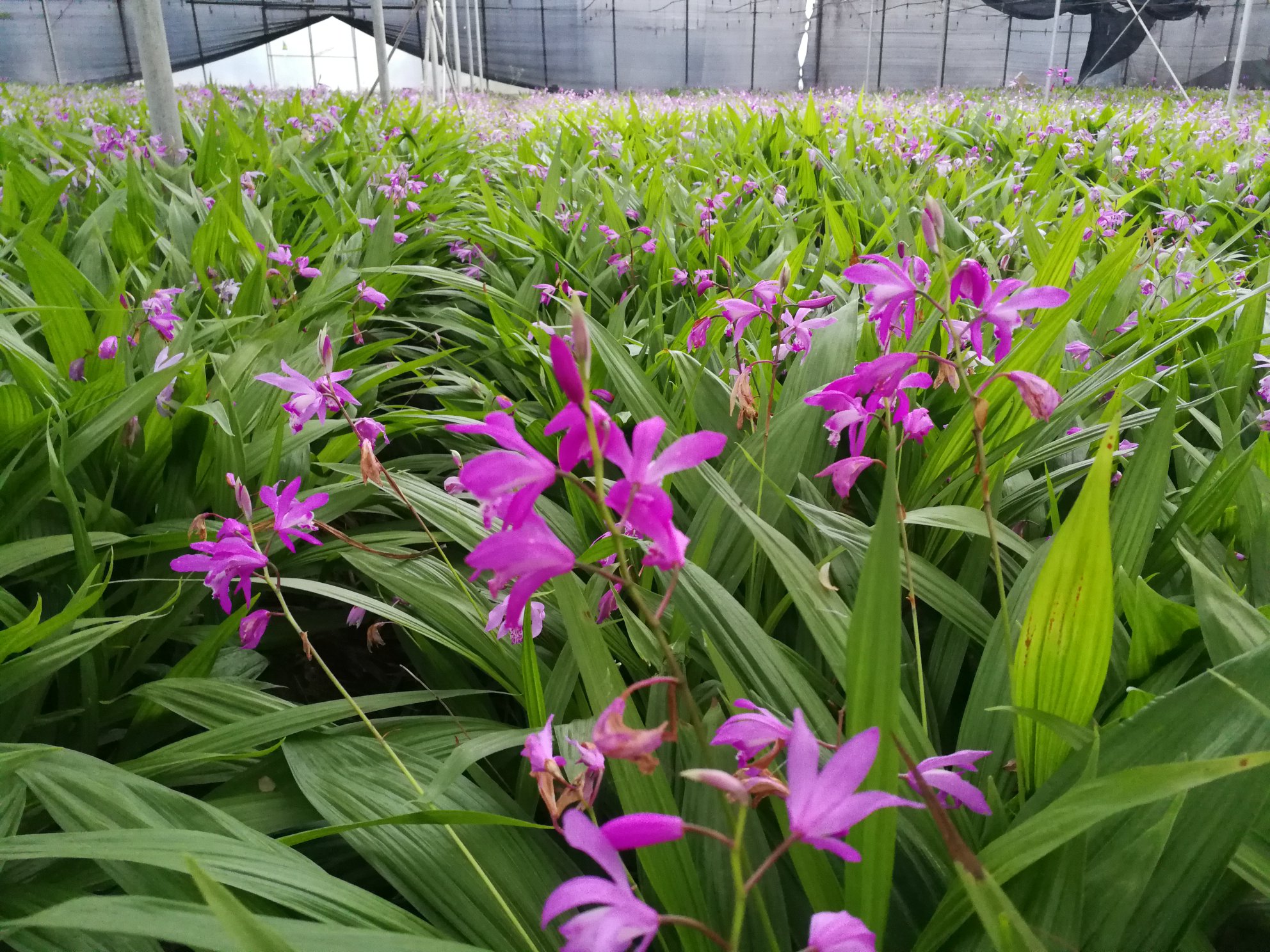 [白芨种苗批发]四川南充西充县白芨种苗 0.30元/棵育苗基地清 _ 一亩田