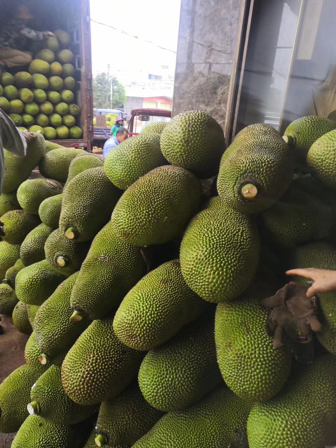 海南菠萝蜜产地直销批发 个个饱满香甜.