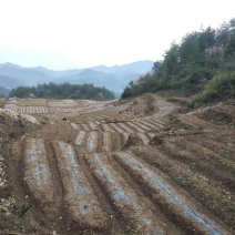 莓茶