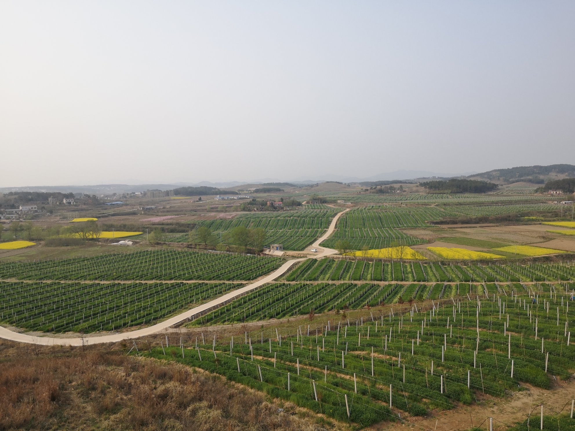 黄心猕猴桃果园航拍图