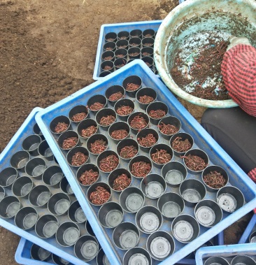 批发盒装蚯蚓纯牛粪蚯蚓