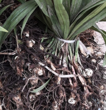 [毛慈菇批发]毛慈姑价格70.00元/斤 - 一亩田