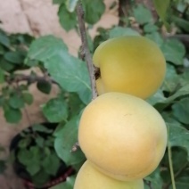 凯特杏