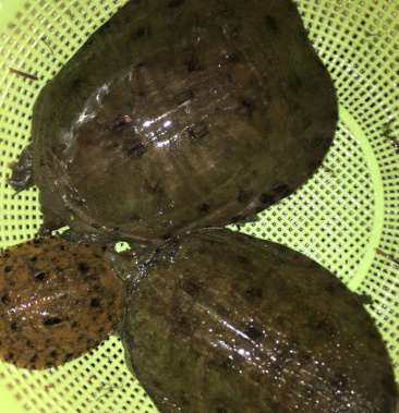 [鳖批发]衡阳县民康村生态花鳖美甲鱼价格50.00元/斤 - 一亩田