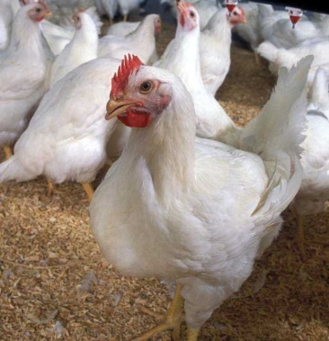 肉鸡苗817肉鸡苗白鸡苗包运输成活包疫苗,提供技术