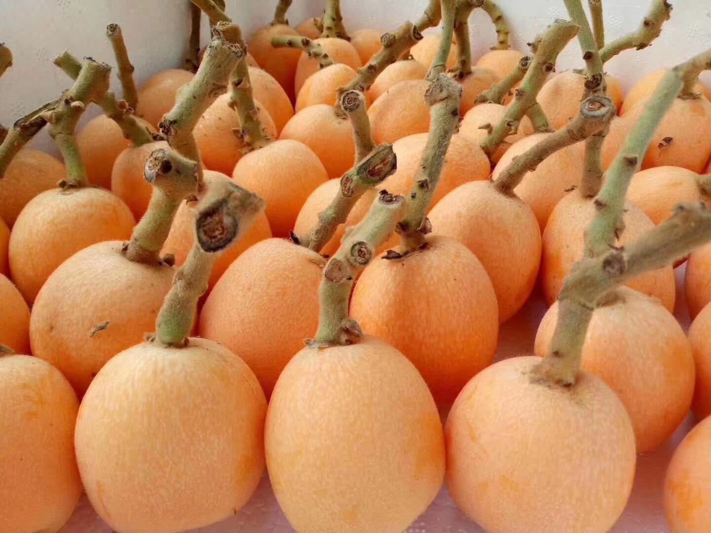 [枇杷批发]套袋枇杷大量上市中,颜色漂亮,口感很好价格3.