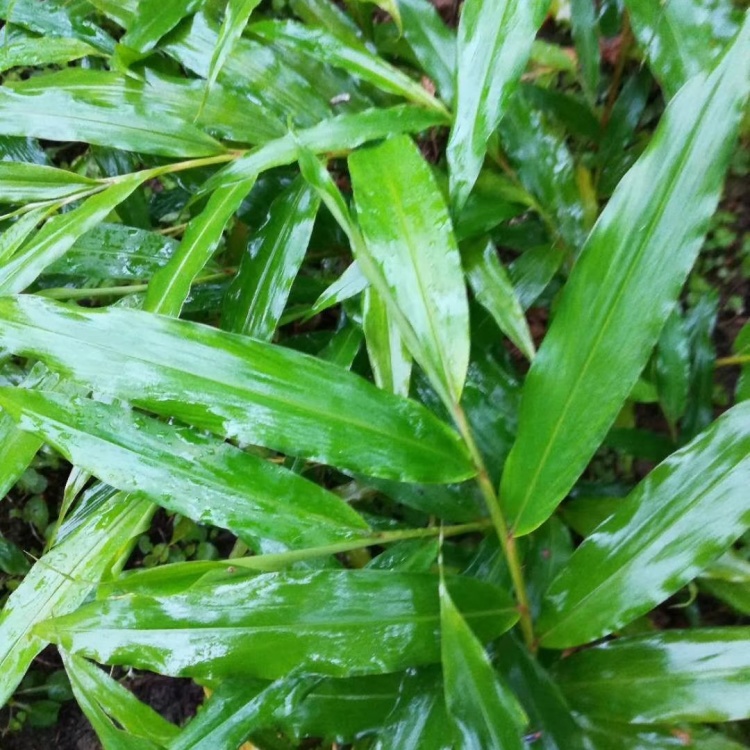 [砂仁苗批发]春砂仁苗一年苗两年苗已经结果的幼苗长年出售价格0.