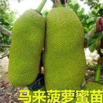 四季菠萝蜜树苗嫁接苗南方北方红肉马来西亚菠萝蜜苗当年结果