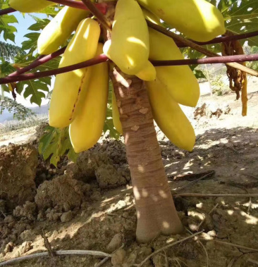 广西壮族自治区黄金木瓜苗正品正宗新品种黄金木瓜苗