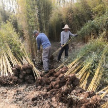 金镶玉竹苗金镶玉竹竹苗金镶玉竹基地金镶玉竹苗批发
