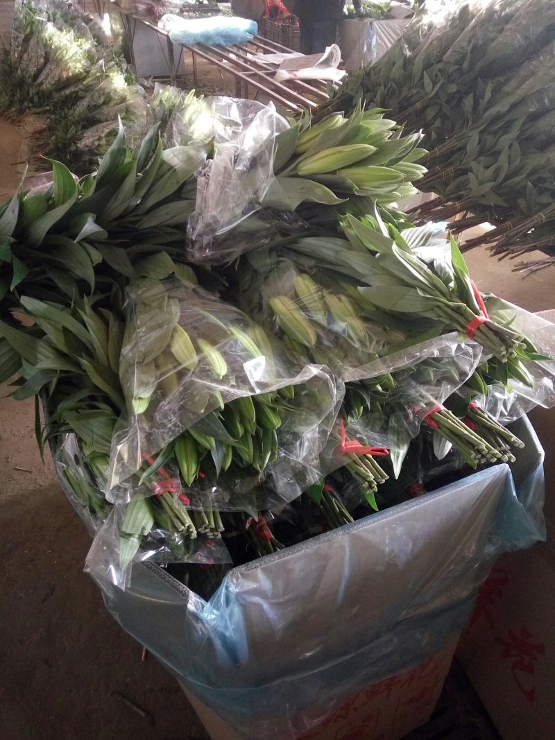 辽宁朝阳凌源市百合鲜切花 4