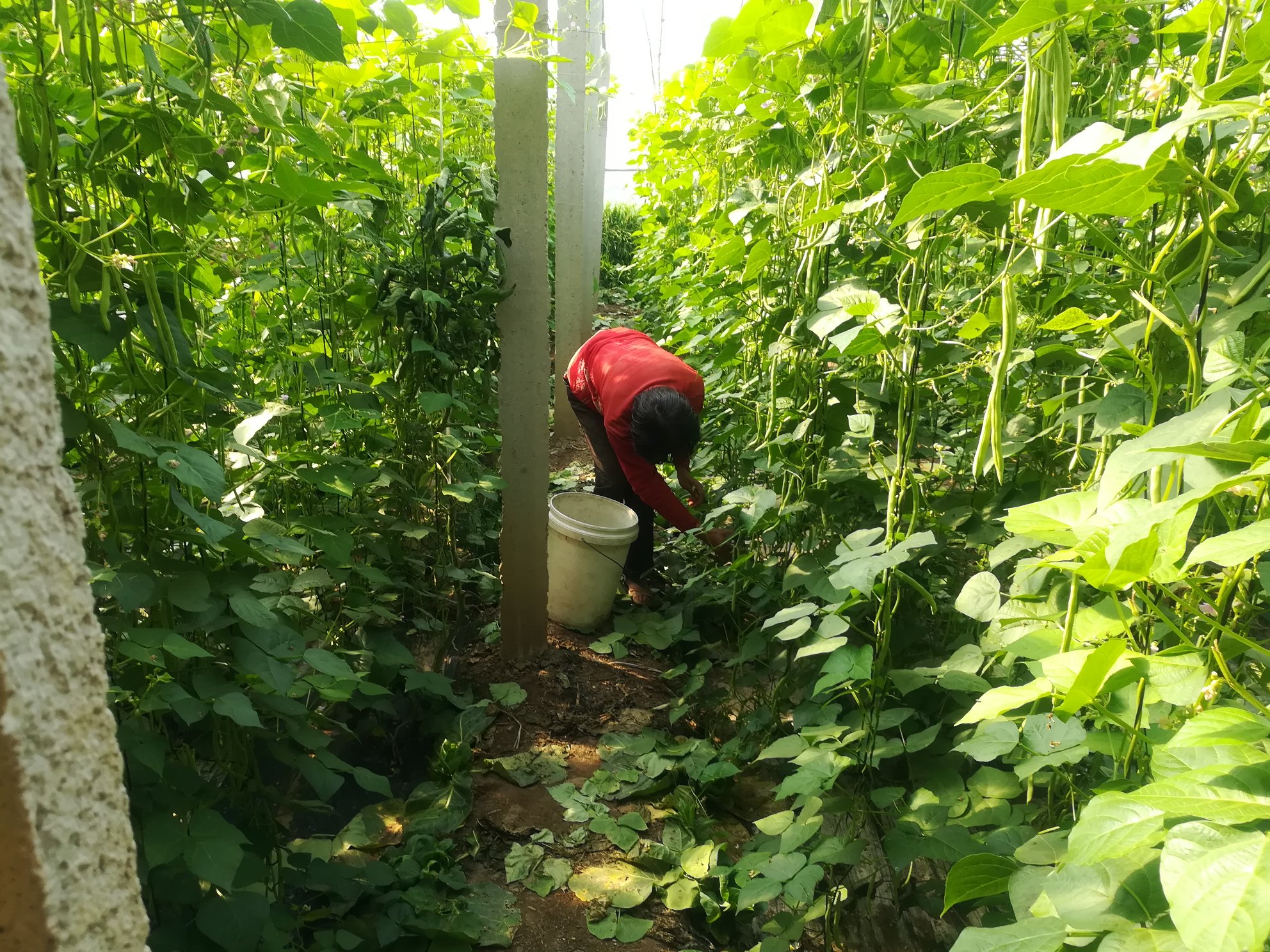 一位老人在田园中采摘芸豆的温馨画面