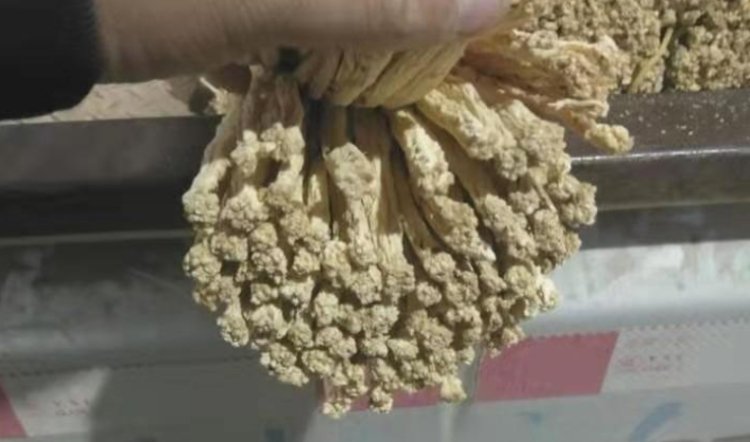 北沙参药材图