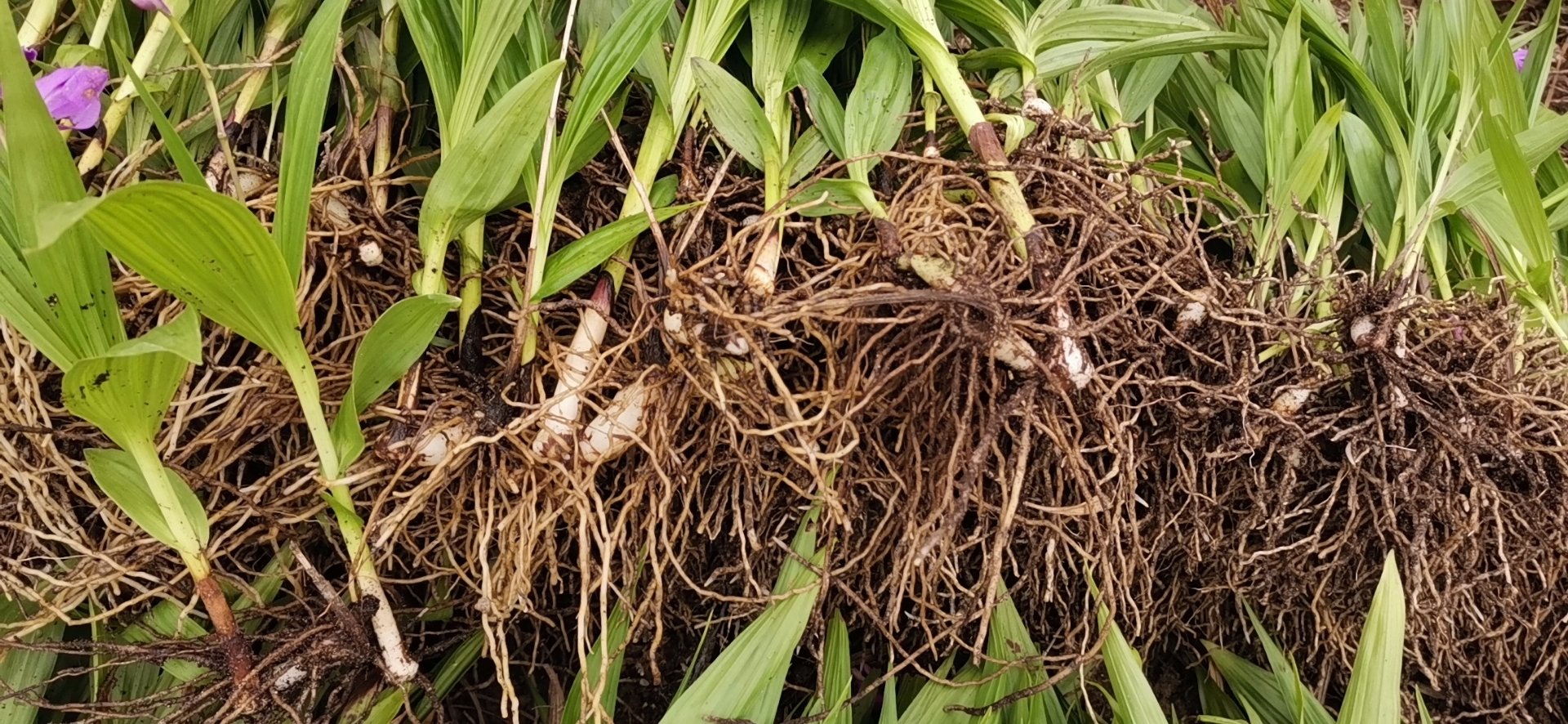 白芷用于皮肤护理