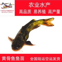 黄骨鱼苗黄颡鱼苗黄辣丁鱼苗渔场鱼塘养殖黄骨鱼