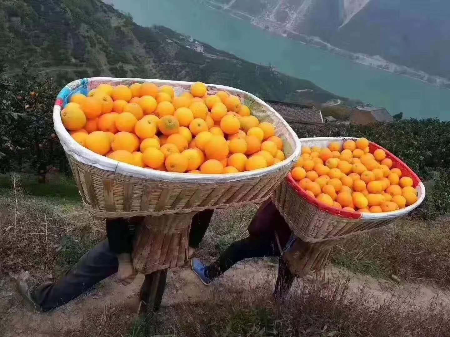 果农采摘晚伦橙子实景图