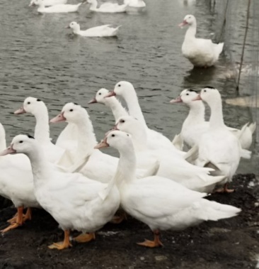老水水库老木鸭120天全干筒