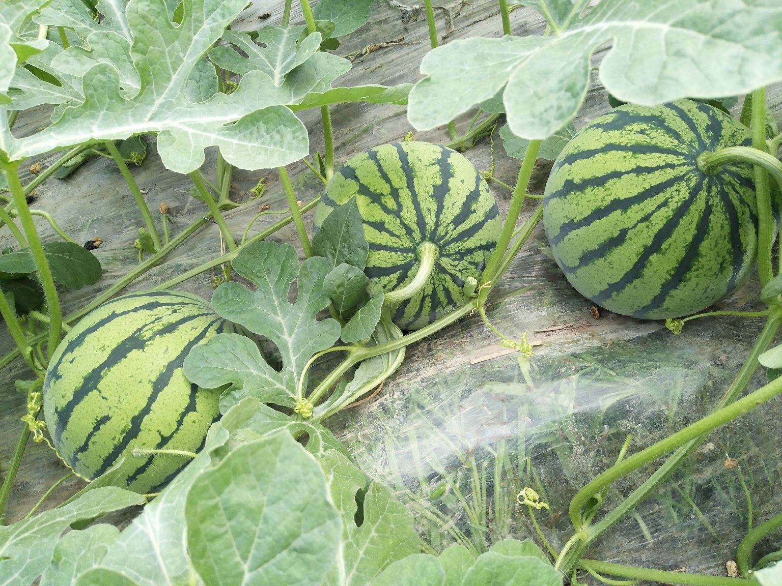 京欣西瓜主产区地图示意