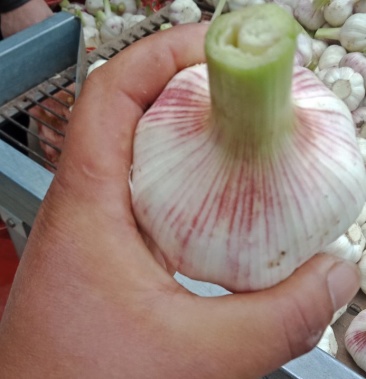 运费待商议规格毛蒜通货120斤毛蒜50以上135斤大通货150斤立即订购