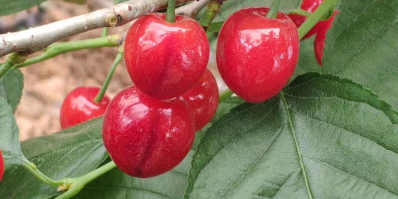 樱桃苗批发价多少