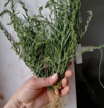 百蕊草麦黄草零售批发一件代发产地直发大货也可发一手货源!