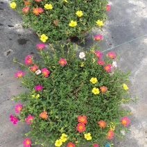 太阳花