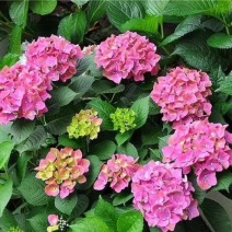 绣球花/多品种/长年基地直销/保质保量/