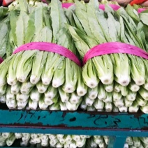 精品油麦菜、小圆根、冰糖心