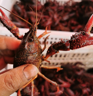 湖北潜江精品水产优质红虾清水湖鲜活小龙虾保质保量全国批发