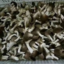 秀珍菇