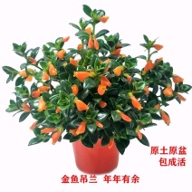 金鱼吊兰金鱼花苗亲嘴鱼口红吊兰四季常青花卉室内盆栽绿植吸