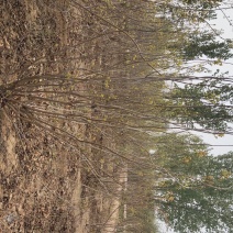 黄栌