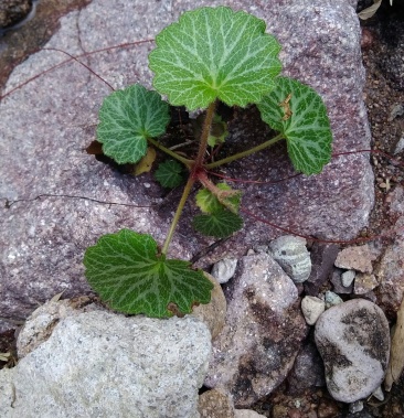 中药虎耳草功效与图片图片