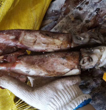 印度洋鱿鱼自己的鱿鱼需要联系