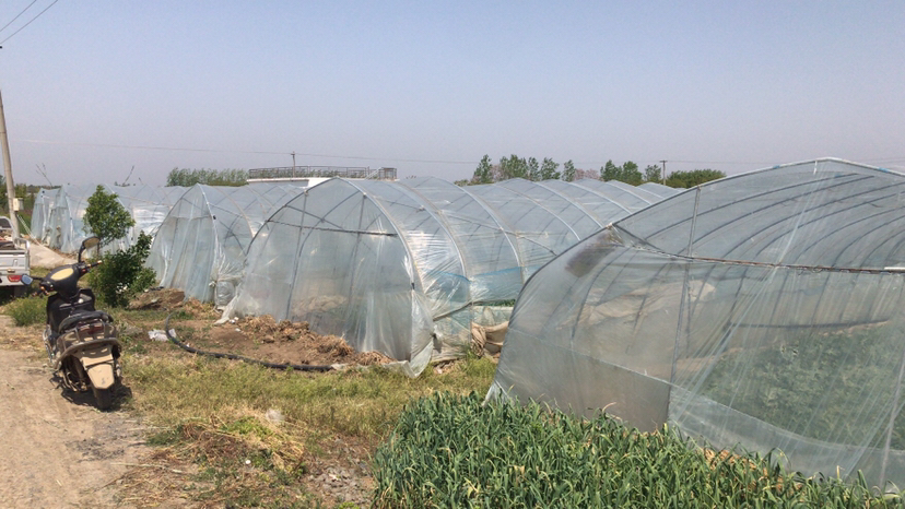 一片整齐种植的东台特小凤西瓜田,植株匍匐生长,叶片深绿健壮,藤蔓上挂着多个发育中期的西瓜,果实表皮呈现典型的浅绿底配墨绿细条纹图案,部分果实下方垫有防潮草垫,土壤为疏松沙壤土,远处可见农业大棚结构和滴灌系统 东台特小凤西瓜田间生长实景