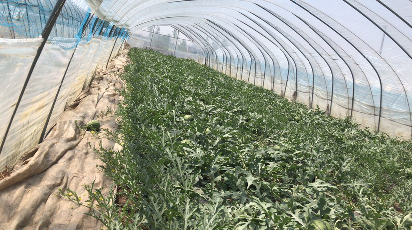 小凤西瓜大棚种植现场,技术人员进行整枝管理 小凤西瓜大棚种植管理